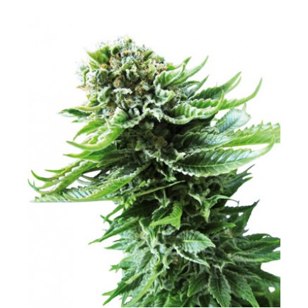 Northern Lights Auto